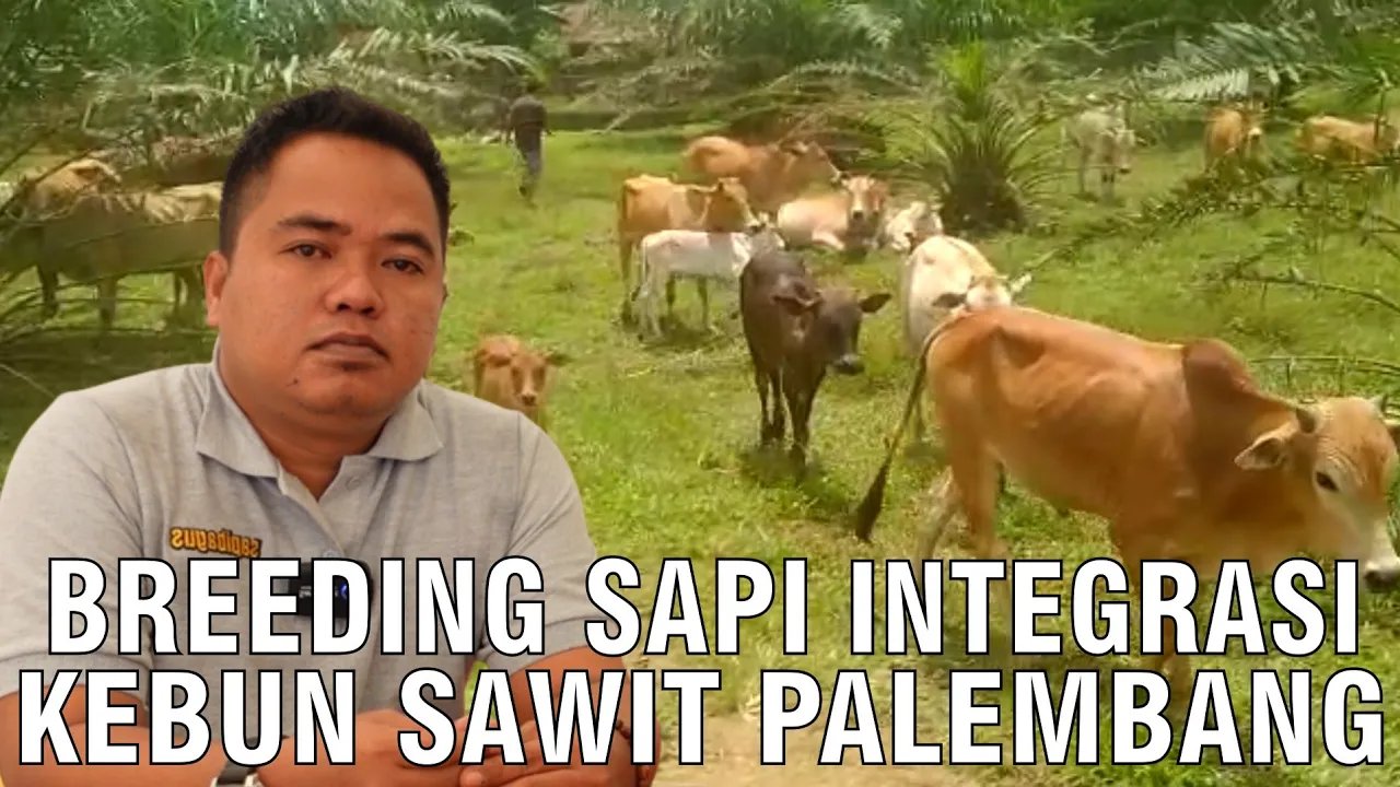 
                                 Bisnis-Sapi-Sawit-Palembang